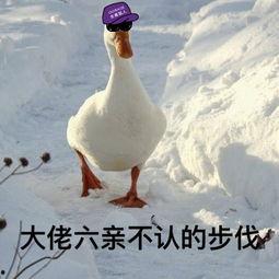 娱乐吃瓜酱鸭鸭视频大全